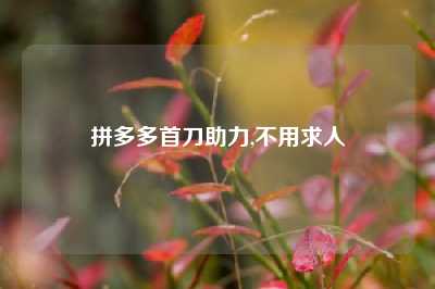 拼多多首刀助力,不用求人